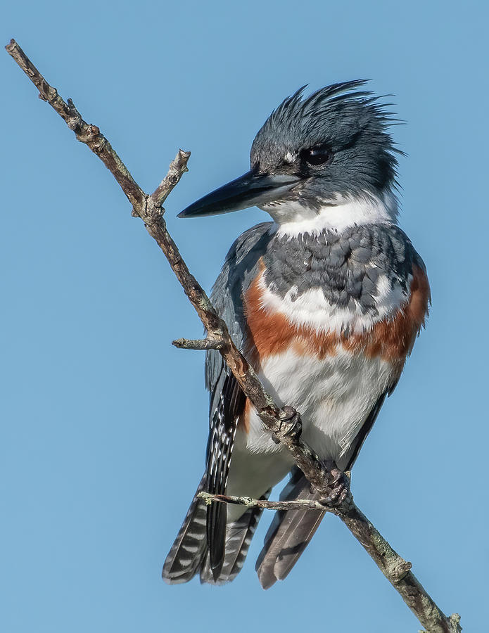Female Belted Kingfisher Photograph by Bradford Martin