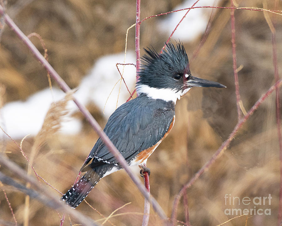Female Belted Kingfisher Hunting Photograph