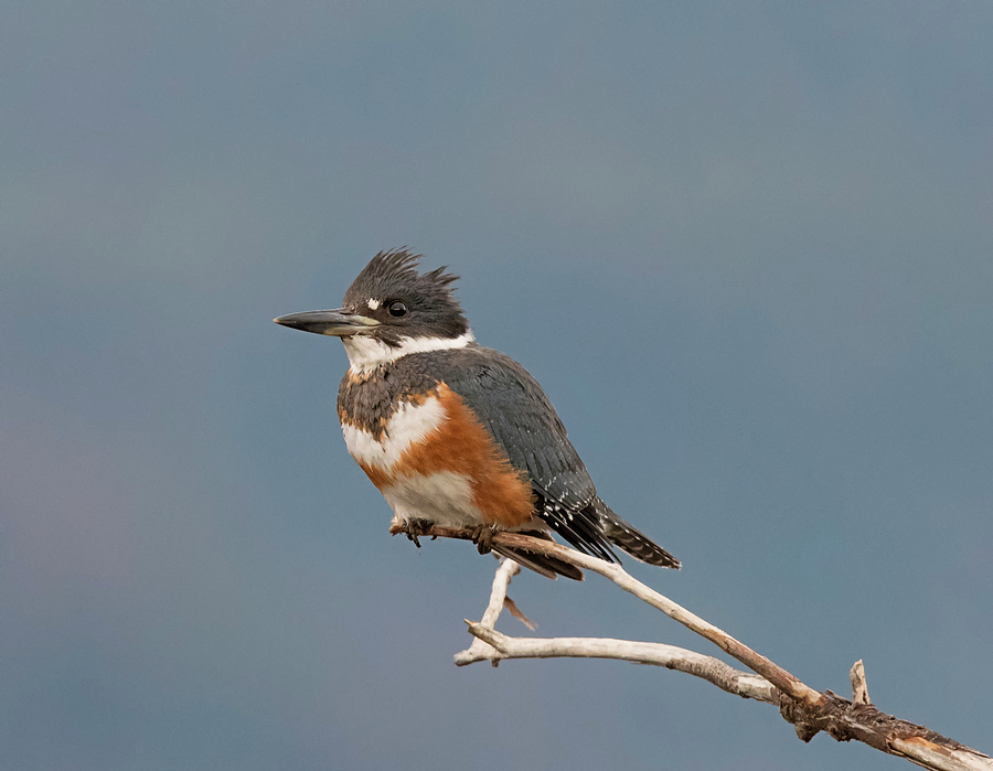 Female Belted Kingfisher Photograph by Loree Johnson