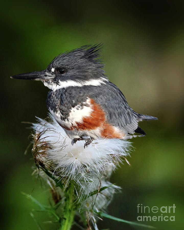 Female Belted Kingfisher Sitting On Thistle Seed Head Photograph by Nikki Vig