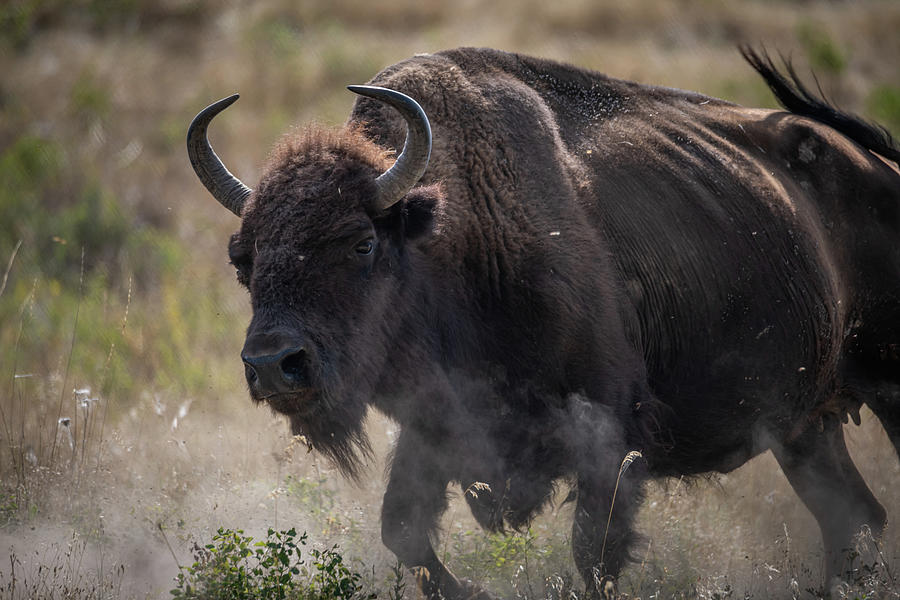 Female Bison Photograph