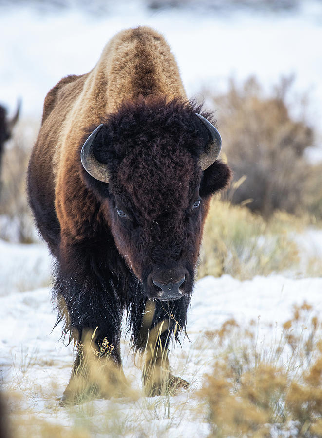 Female Bison Digital Art by Jim Dvorak - Fine Art America