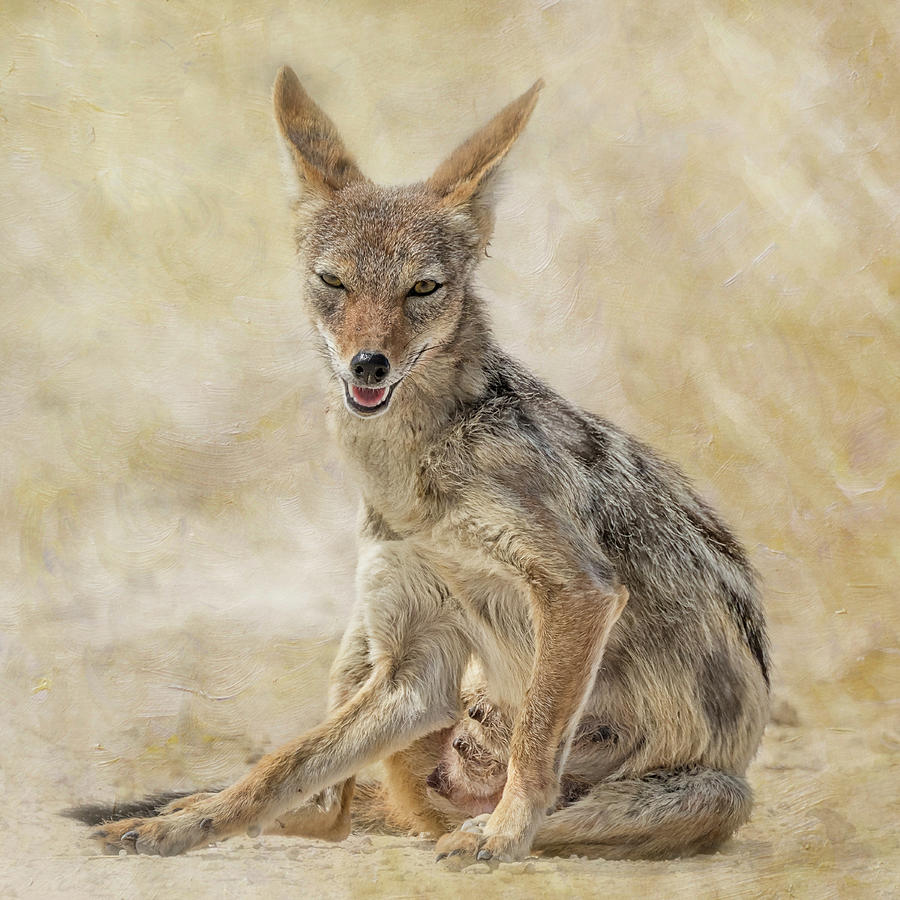 Female Black-backed Jackal Against a Textured Background Photograph by Belinda Greb