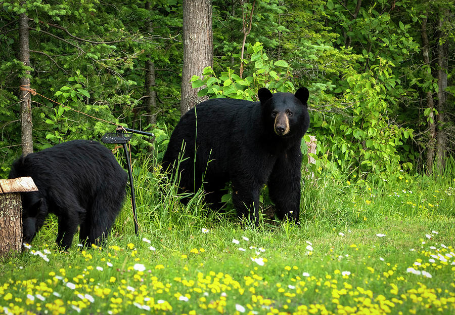 Female Black Bear and Yearling Cub Photograph by Sandra Js