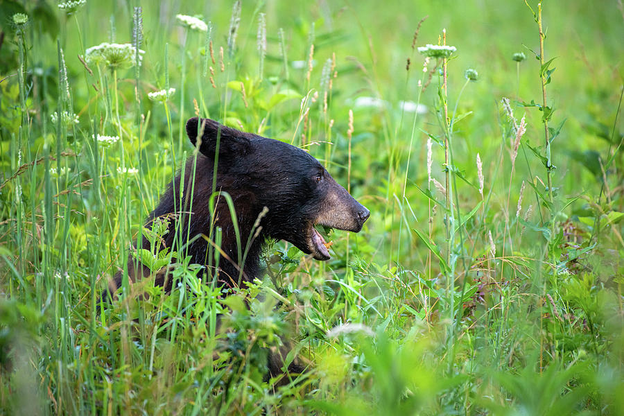 Female Black Bear Enjoying the Morning Photograph by Robert J Wagner