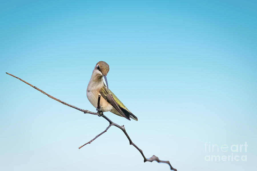 Landscape Photograph - Female Black-chinned hummingbird perched by Richard Smith Landscape Photograph - Female Black-chinned hummingbird perched by Richard Smith