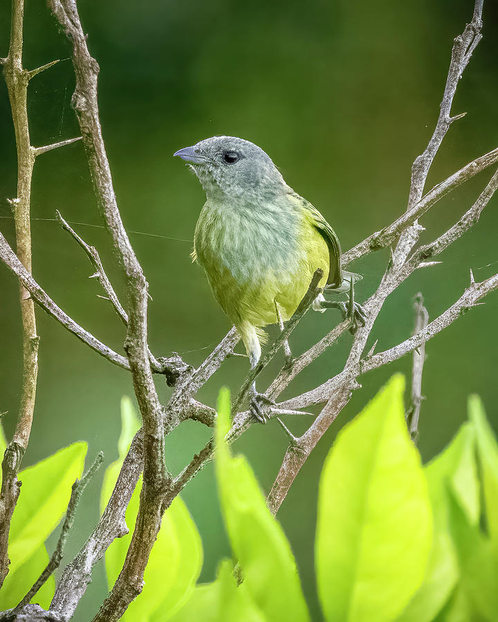 Female Black Headed Tanager Minca Magdalena Colombia Photograph