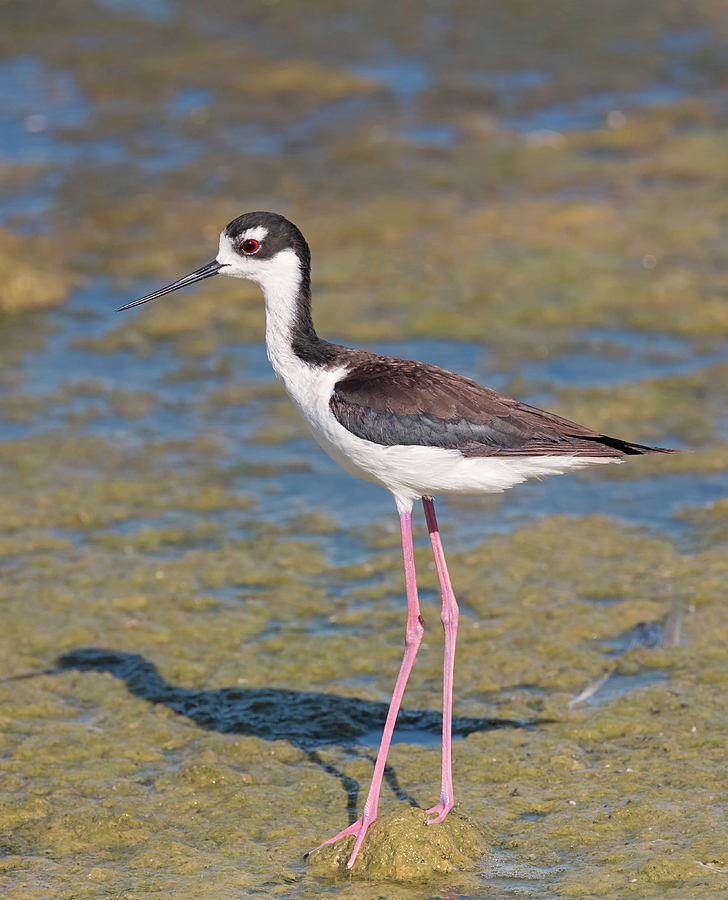 Female Black Necked Stilt Photograph by Loree Johnson | Fine Art America