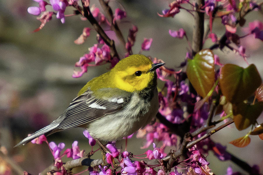 Female Black-throated Green Warbler in Blooming Redbud Photograph by Cascade Colors