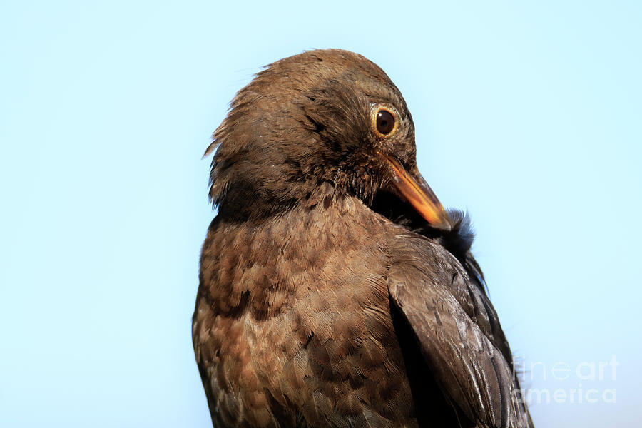 Female Blackbird Preening Photograph