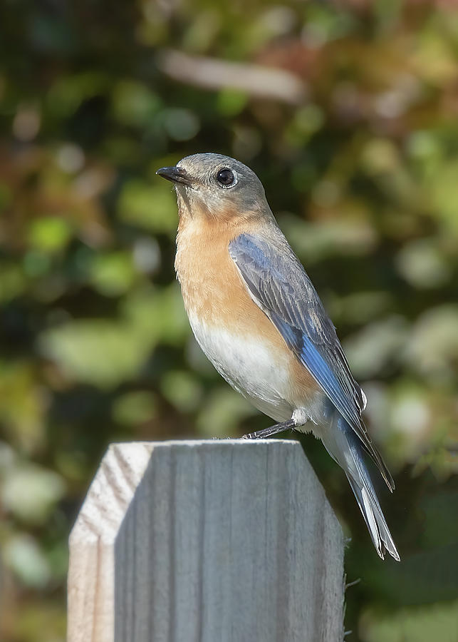 Wildlife Photograph - Female Blue Bird 1 by Steve Rich