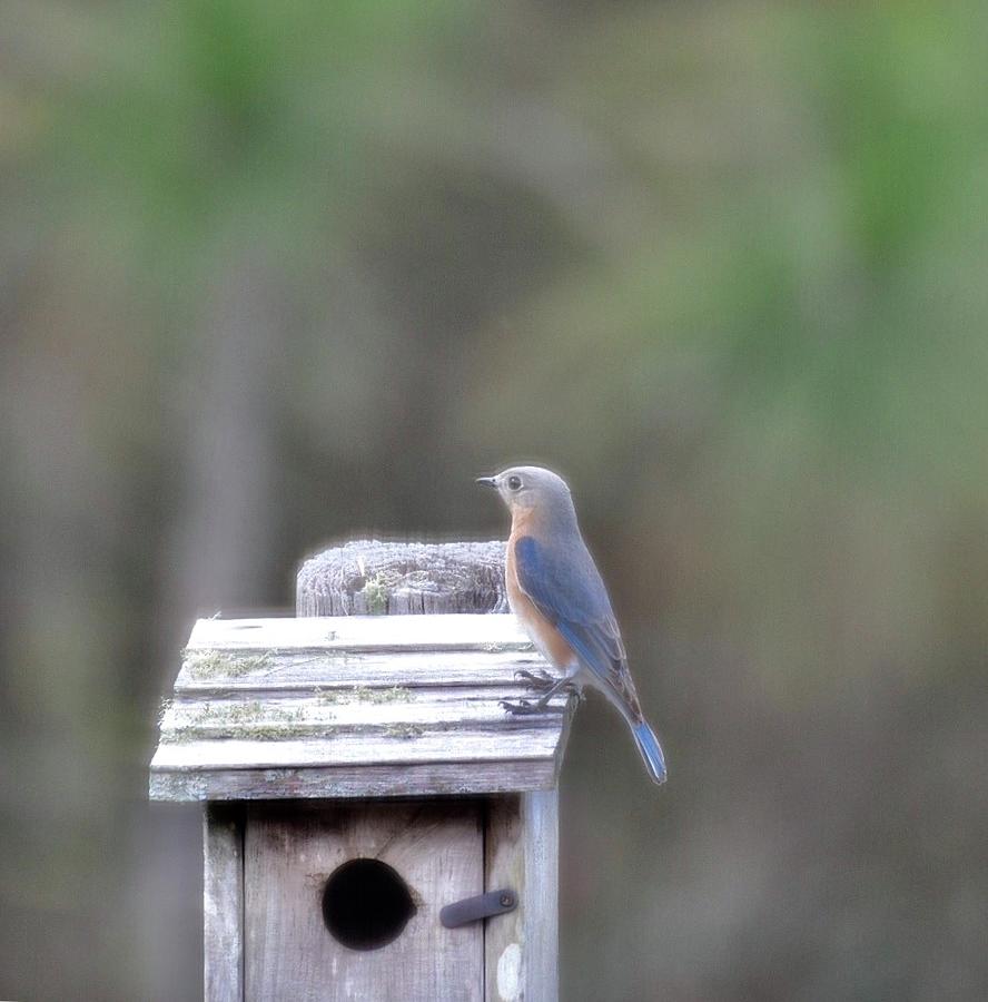 Female Blue Bird Photograph by Debbie SquierBernst - Fine Art America