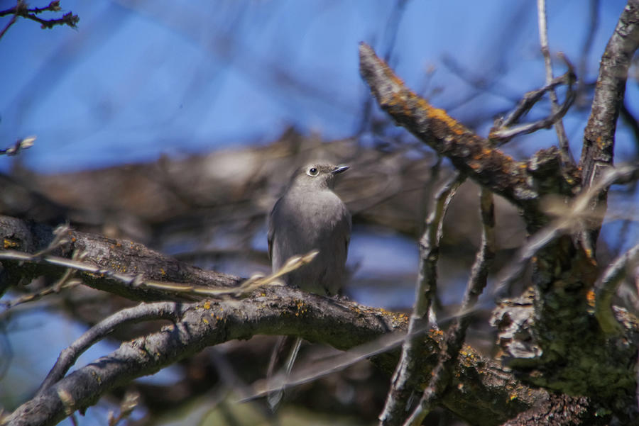 Female Blue Bird In Scrub Oak Photograph