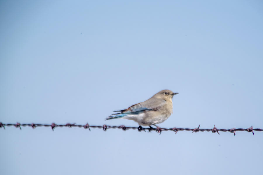 Female Blue Bird In The Spring Photograph