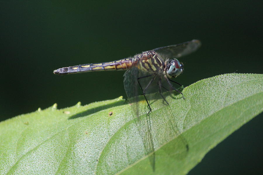 Female Blue Dasher Photograph by Callen Harty