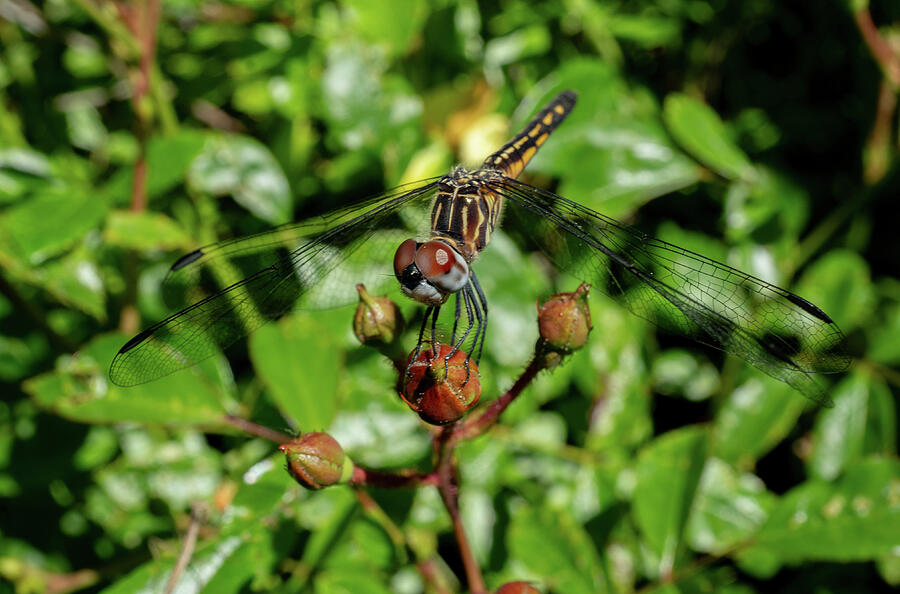 Female Blue Dasher Photograph by Linda Howes - Fine Art America