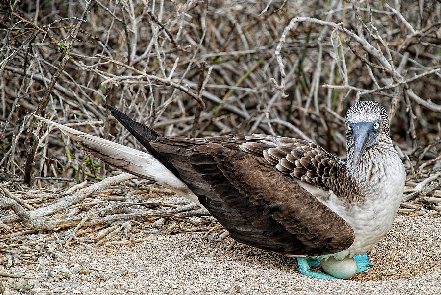 Female Blue-footed Booby nesting Photograph by Henri Leduc