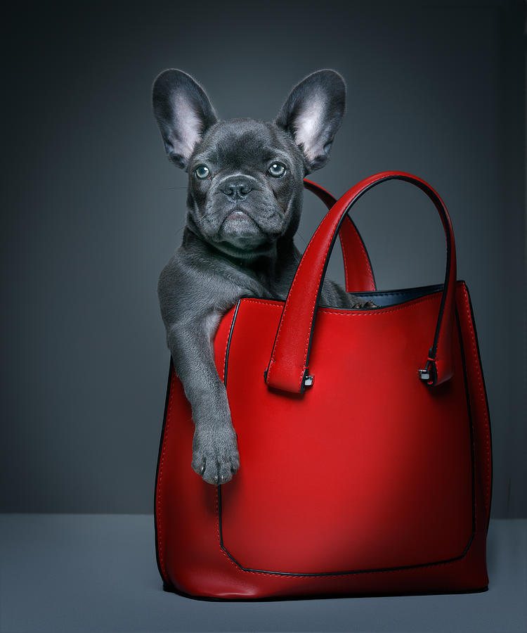 Female blue French Bulldog puppy in a handbag. Photograph by Tim Platt