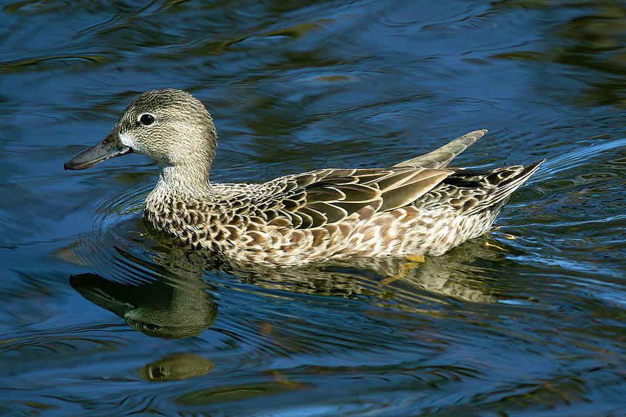 Female Blue Winged Teal Photograph by Mark Andrew Thomas
