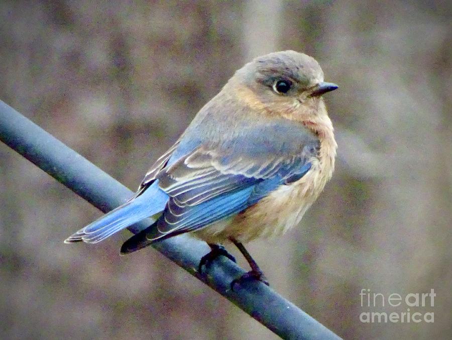 Female Bluebird  Photograph by Eunice Warfel