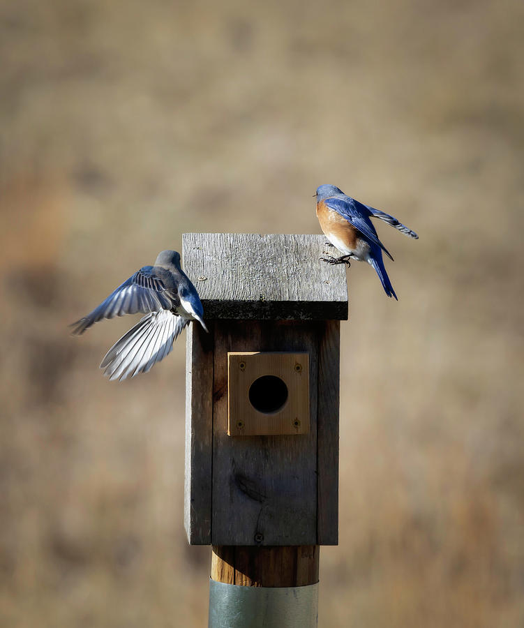 Female Bluebird Flies Home Photograph by Deborah Penland