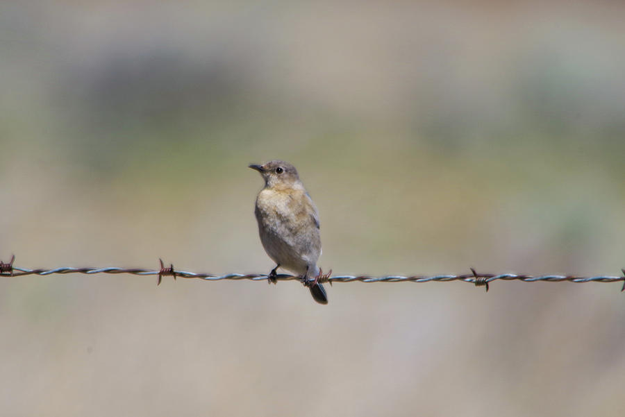 Female Bluebird On Barbed Wire Photograph