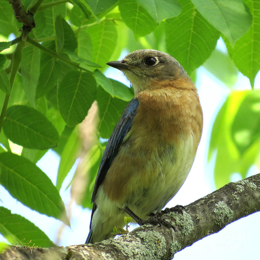 Nature Photograph - Female Bluebird by Rosanna Life
