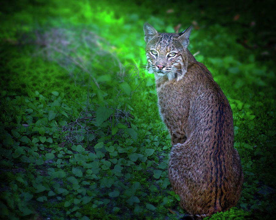 Female Bobcat Photograph