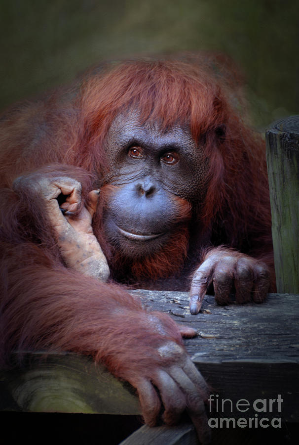  Female Bornean orangutan Digital Art by Savannah Gibbs