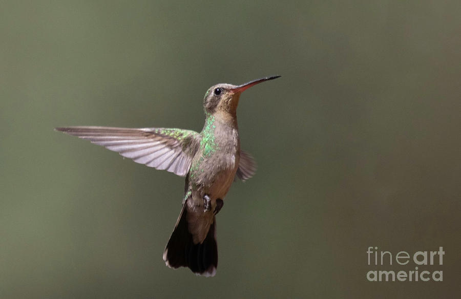 Hummingbird Photograph - Female Broad Billed Hummingbird  by Ruth Jolly