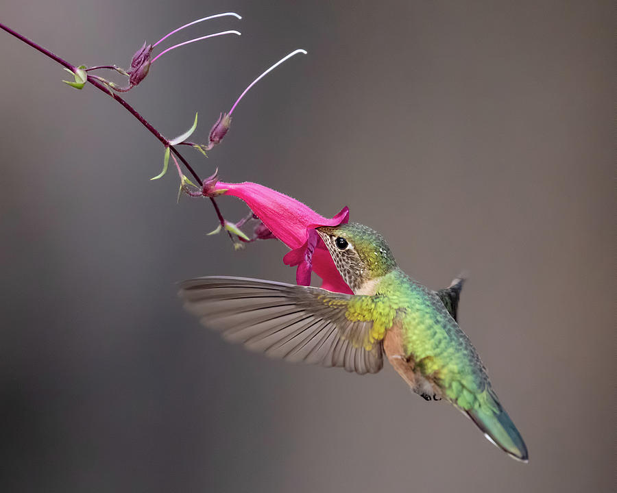 Female Broad-tailed Hummingbird and Penstemon Photograph by Dawn Key