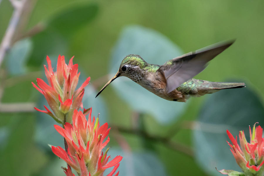 Female Broad-tailed Hummingbird with Indian Paintbrush Photograph by Cascade Colors