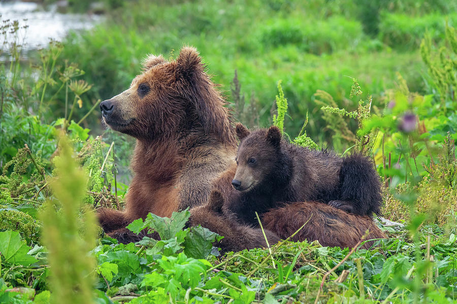 Female Brown Bear And Her Cubs Photograph by Mikhail Kokhanchikov