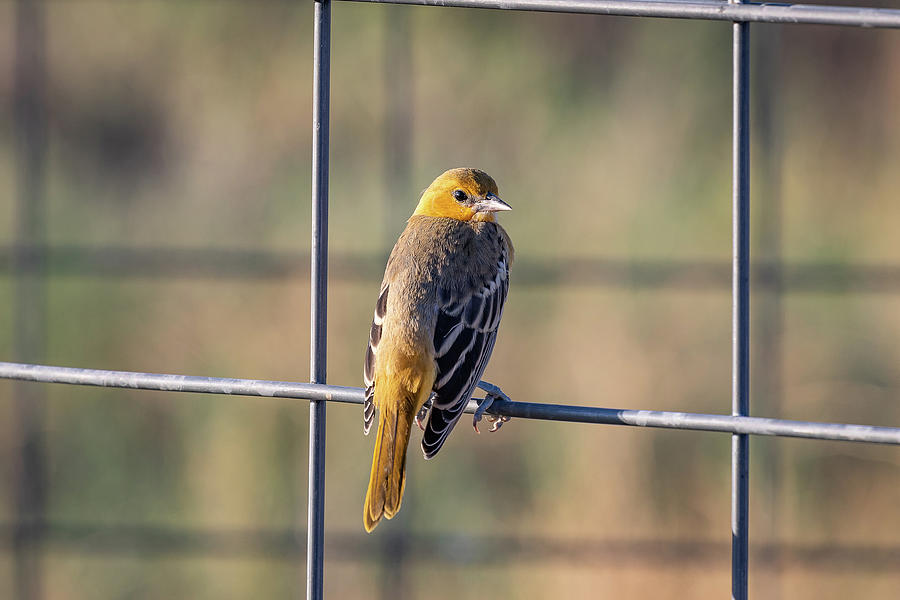 Female Bullocks Oriole Hanging Out Photograph by Tony Hake