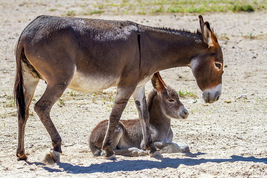 Female Burro and Foal Photograph by James Marvin Phelps