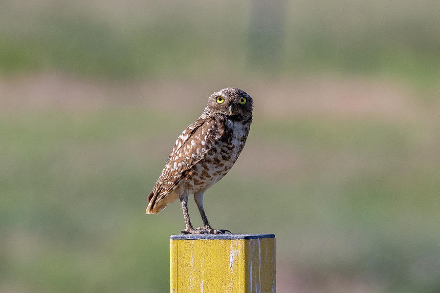 Female Burrowing Owl Keeping Watch Photograph by Tony Hake