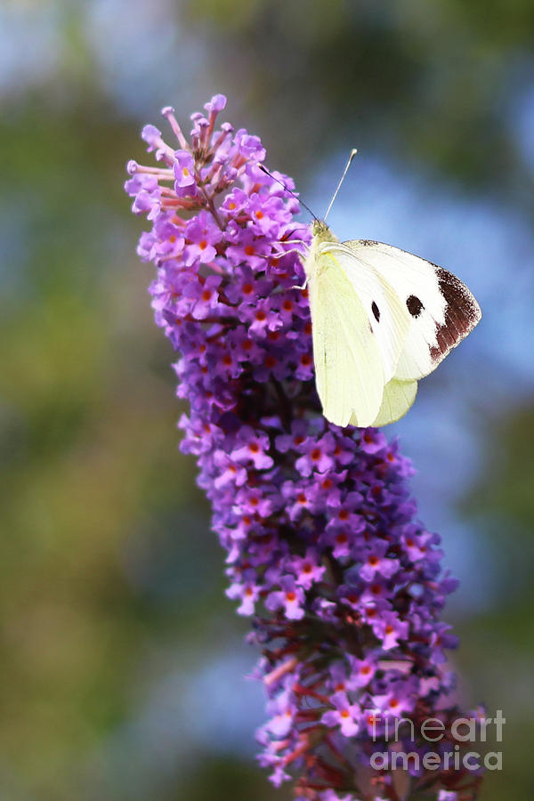 Female Cabbage White Butterfly Photograph
