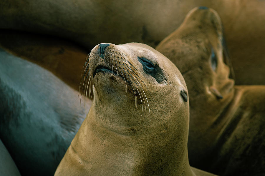 Female California Sea Lion relaxing on the rocky Coast Guard jetty in ...