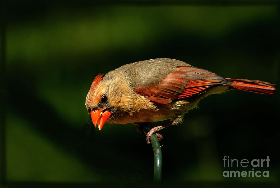 Female Cardianl Song Bird Photograph by Sandra Js