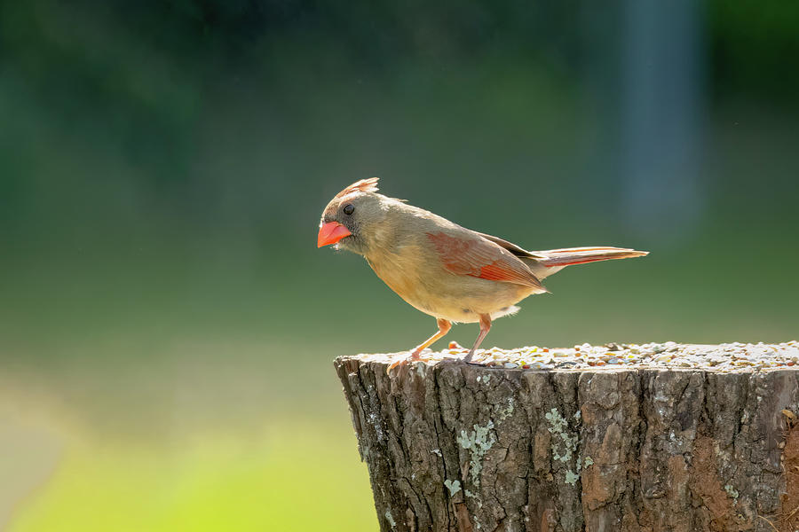 Female Cardinal-1 Photograph by John Kirkland