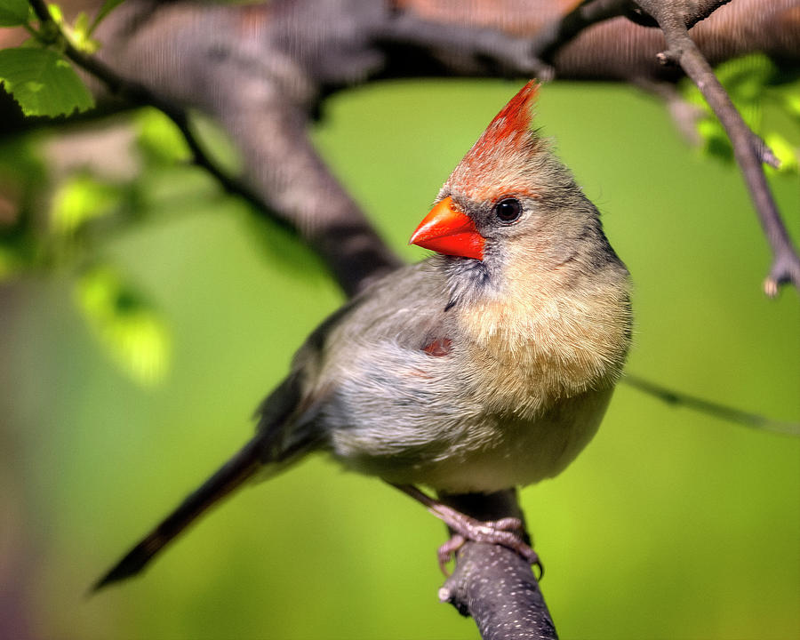 Cardinal Photograph - Female Cardinal by Al  Mueller