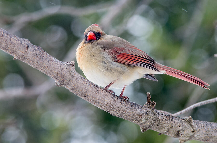 Female Cardinal Photograph by Alex Camacho