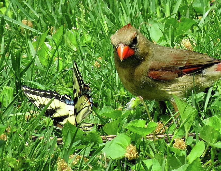 Female Cardinal and Butterfly Photograph by Linda Stern
