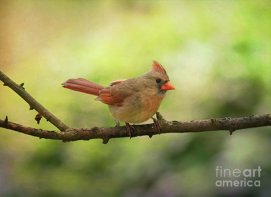 Female Cardinal - Backyard Birding Photograph by Kerri Farley
