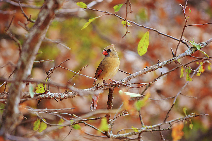 Female Cardinal Bird In Fall Colors Photograph
