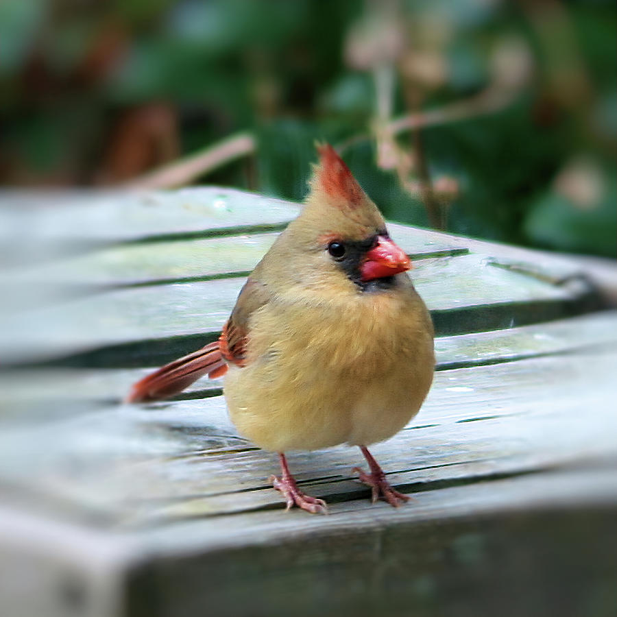 Cardinal beard color T shirt