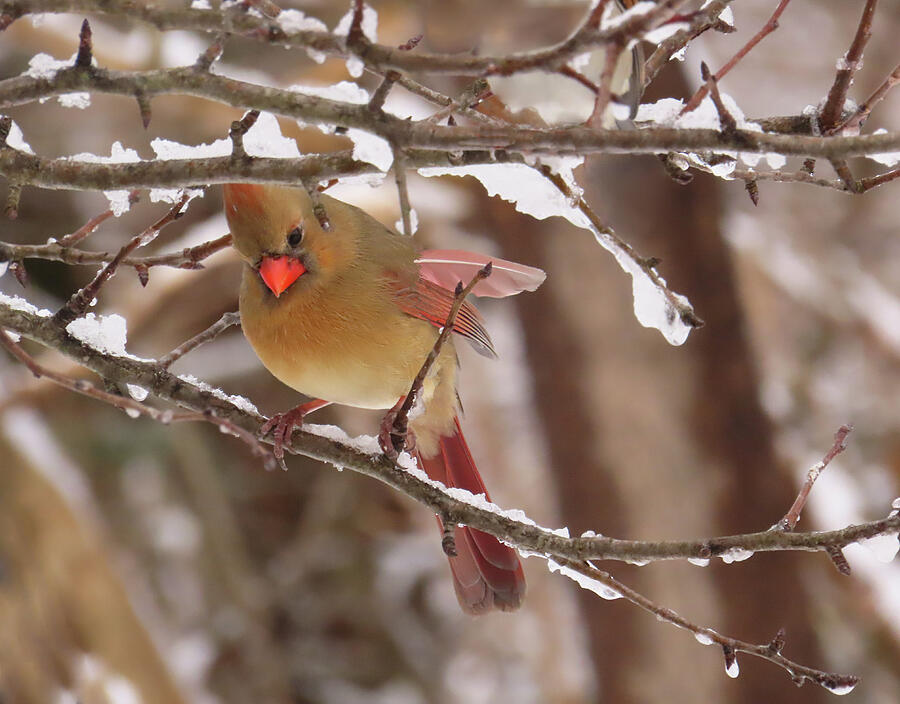 Cardinal Photograph - Female Cardinal During Winter by Rebecca Grzenda