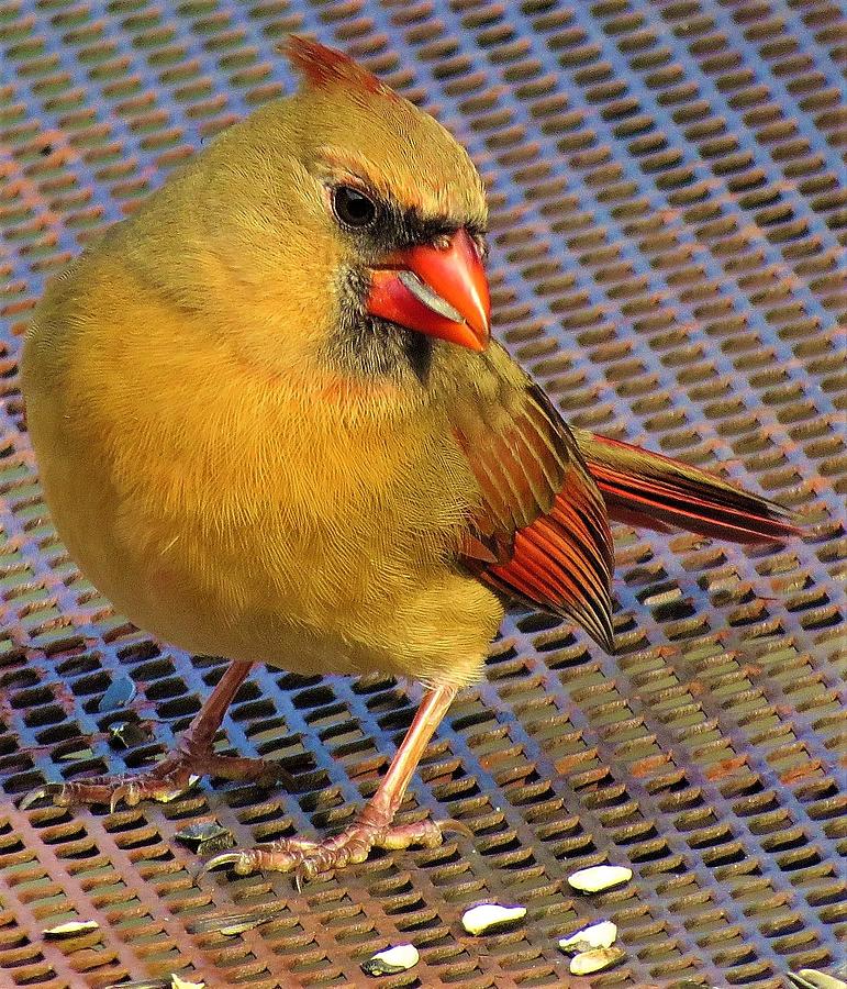 Female Cardinal Eating Seeds Photograph by Linda Stern