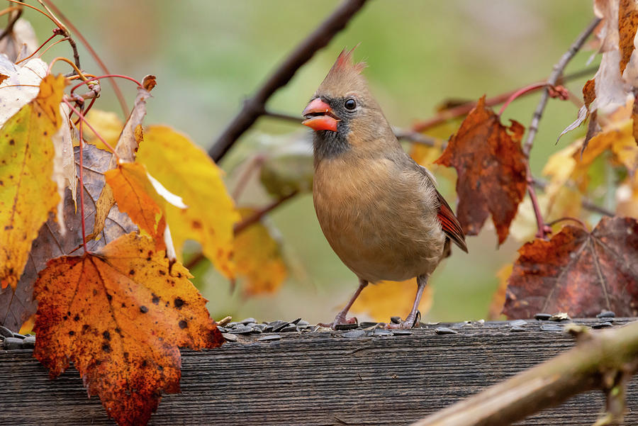 Female cardinal feeding in the yellow fall leaves Photograph by Dan Friend
