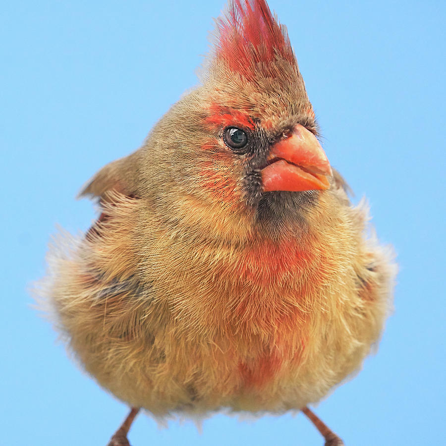 Female Cardinal Gives Me The Eye Photograph by Jim Hughes